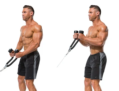 Training Guide For Maximum Biceps Development