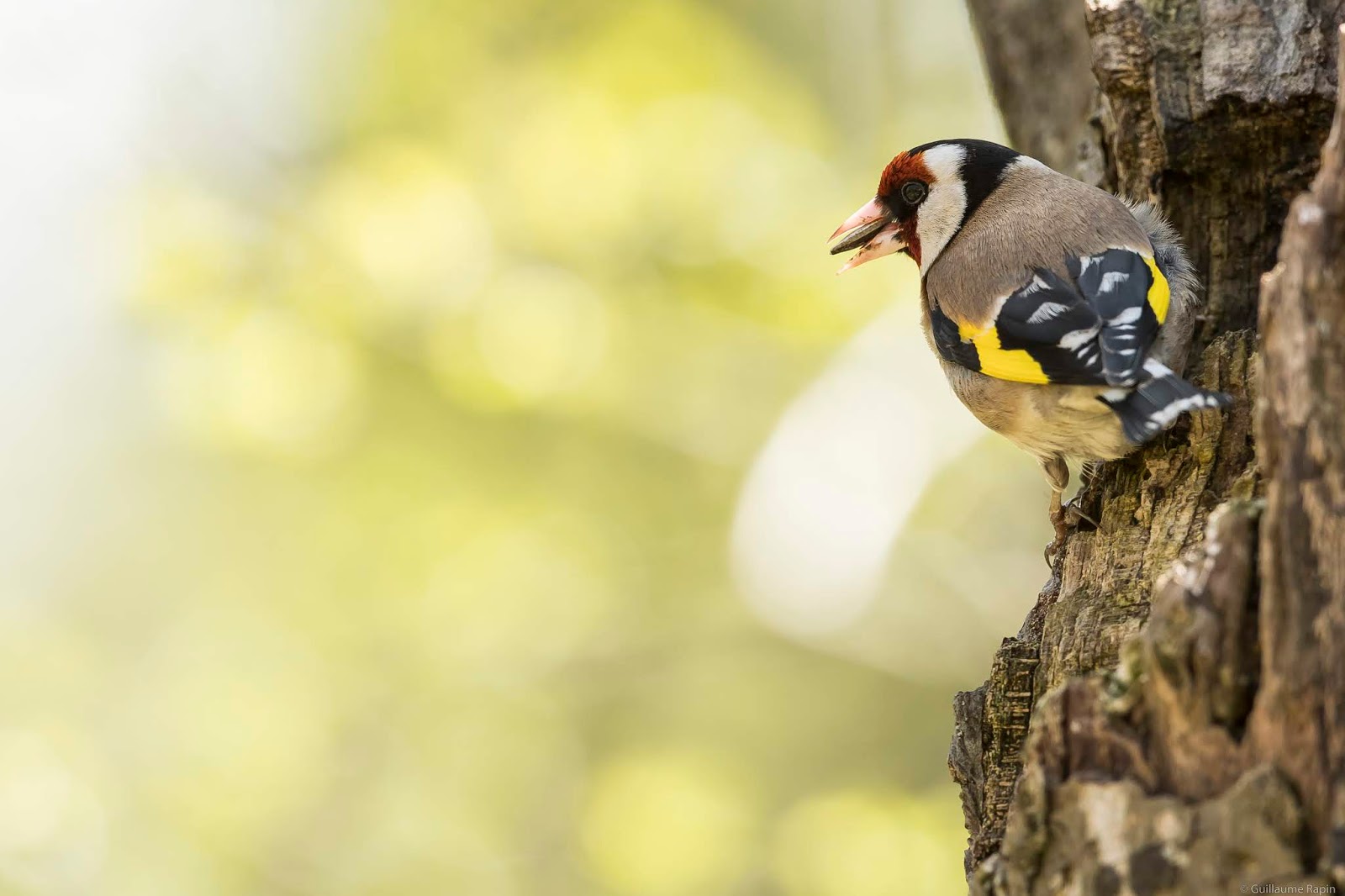 Au Plus Proche De La Nature Chardonneret Elegant