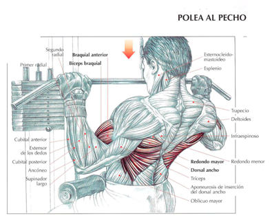 Ejercicios polea para pecho