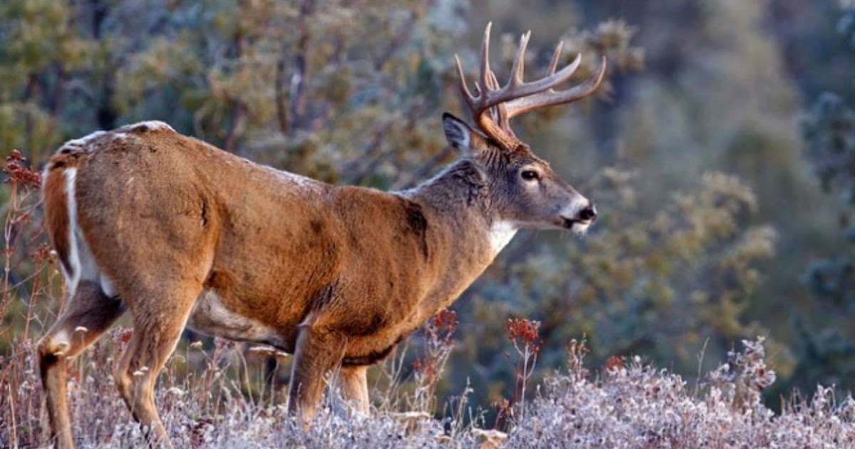 Michigan Hunting Tips Michigan Hunting Season Start and End