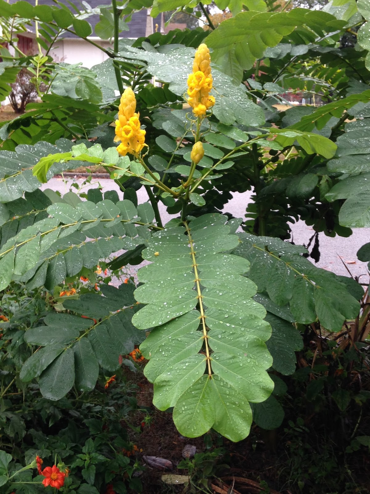 Memphis Trees Candle bush (Senna alata or Acacia alata)
