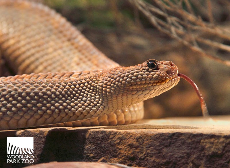 Why do snakes stick out their tongues?