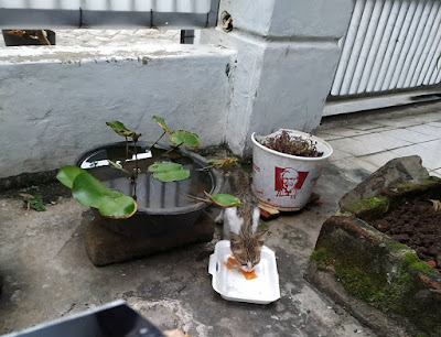 Ketemu anak kucing depan rumah, akhirnya diajak ke teras dan makan ikan kembung sachet-an.