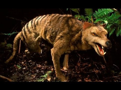Animals: Tasmanian Wolf