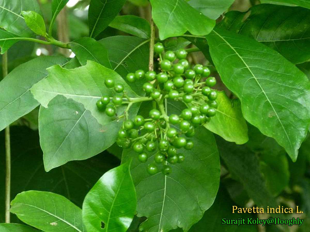 Medicinal Plants Pavetta indica