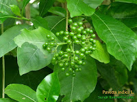 pavetta indica rubiaceae medicinal plants