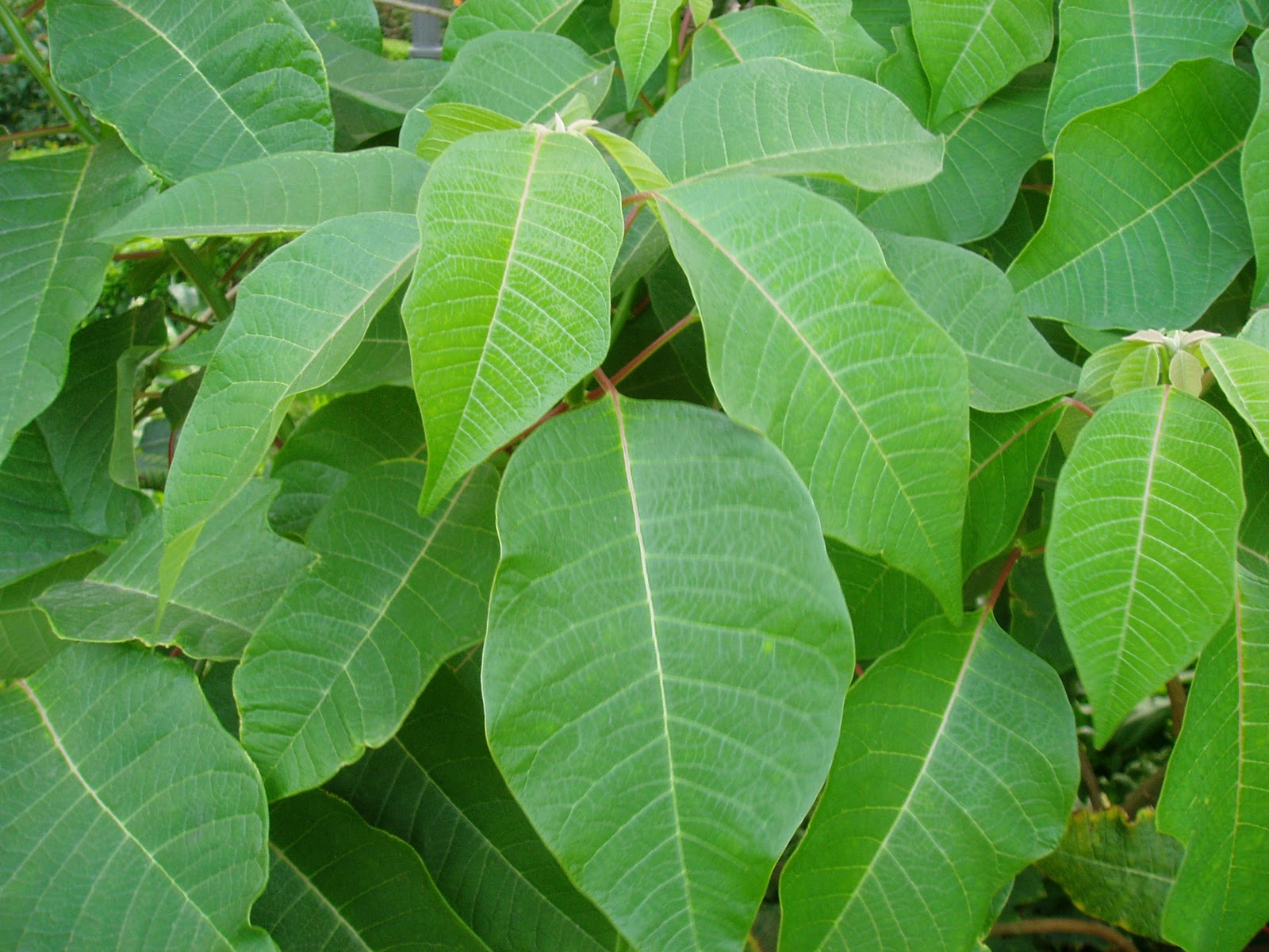 FLOR DE PASCUA: Euphorbia pulcherrima | Plantas rioMoros