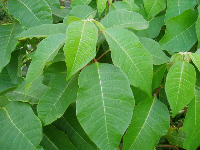 Hojas de FLOR DE PASCUA: Euphorbia pulcherrima