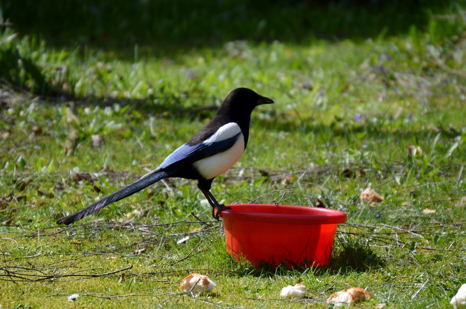 A raven bird performing a balancing trick. A raven bird performing a balancing trick.