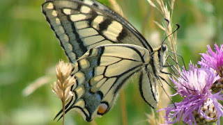 Papilio (Papilio) machaon DSC59054