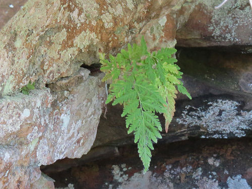 Mackay's Fragile Fern growing out of a rock wall in Kentucky