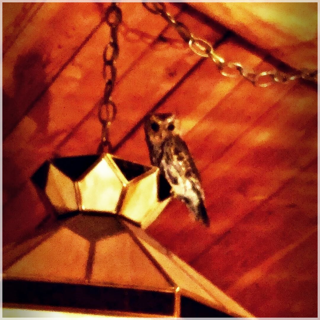 CabinLife-46259646028
