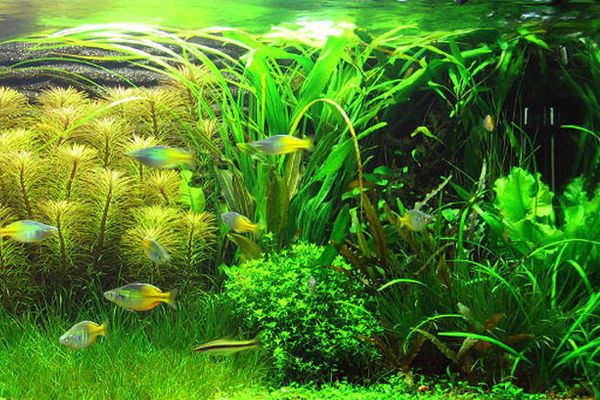Kỹ thuật trồng và chăm sóc cây thuỷ sinh