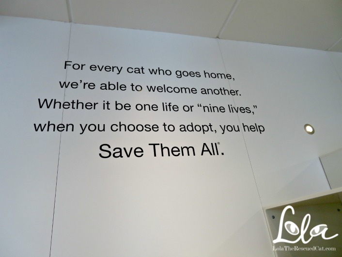 A Behind the Scenes Peek at Best Friends' NYC Pet Adoption Center