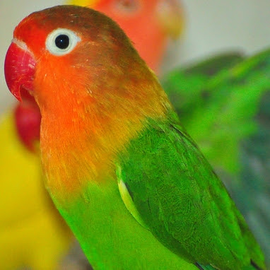 Jenis-Jenis Lovebird di Indonesia - Si Cantik Lovebird - Jual Sangkar