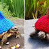Adorable Pictures Of Tortoises Dressed In Cute Warm Clothes