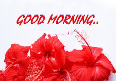 Good Morning Images With Flowers Good Morning Images With Flowers
