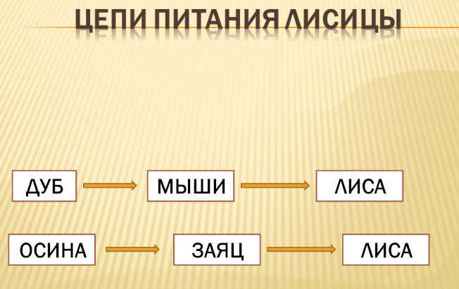 цепочка питания мышь полевка -лиса. цепочка питания животных. пищевая цепочка лисы. модель цепи питания животных 3 класс окружающий мир. пищевая цепь мышь лиса.