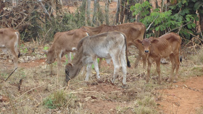SAM 2096%2B %2BCopy - Ufugaji katika shamba la Rushu Ranchi Kisarawe