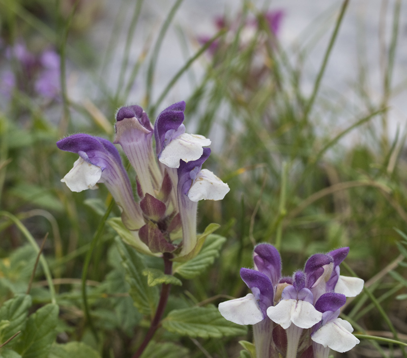 Paseos por la naturaleza Scutellaria alpina. Hierba de la celada.