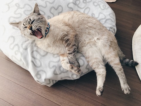 ベッドの端っこで大あくびしてるシャムトラ猫