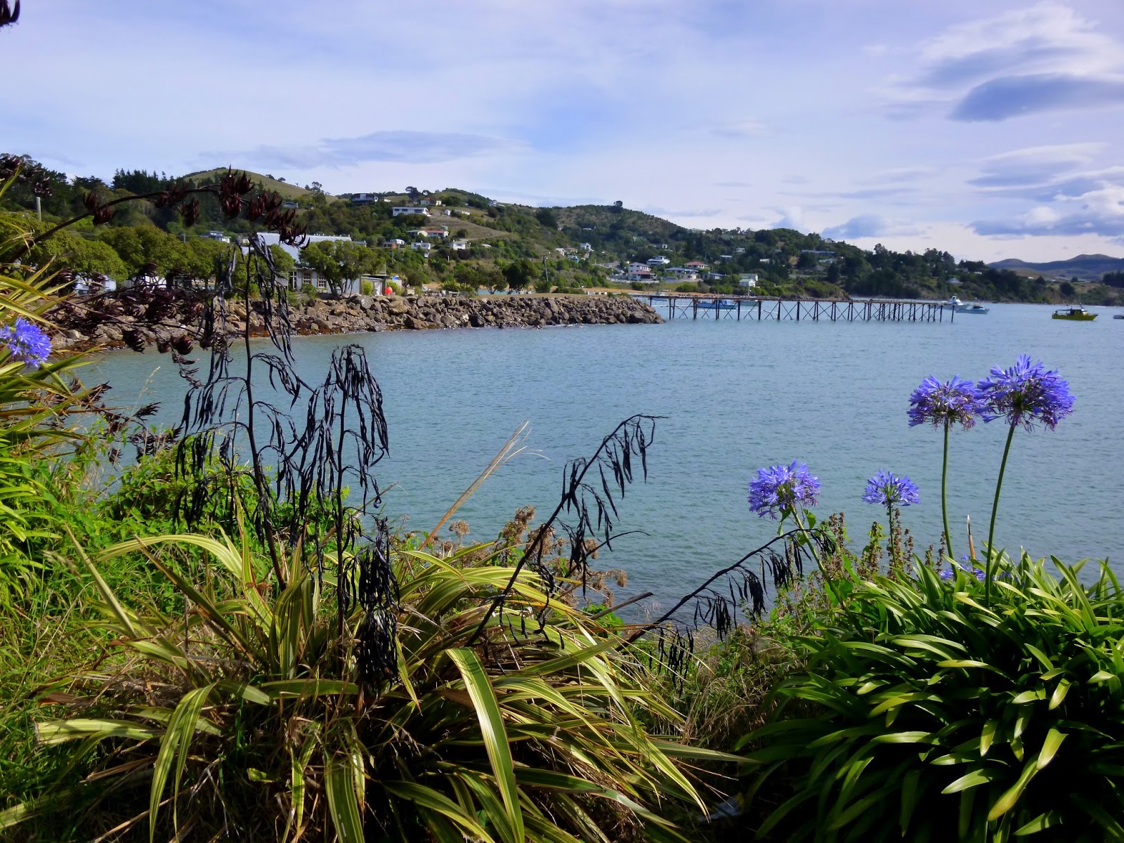 Emerging From The Undergrowth Otago Coast,Mackenzie Country,Hopkins