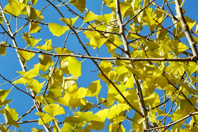 Yellow autumn ginkgo biloba leaves against blue sky by garden muses: a Toronto gardening blog