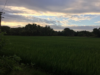 Watching the sun set one evening over the endless paddy fields