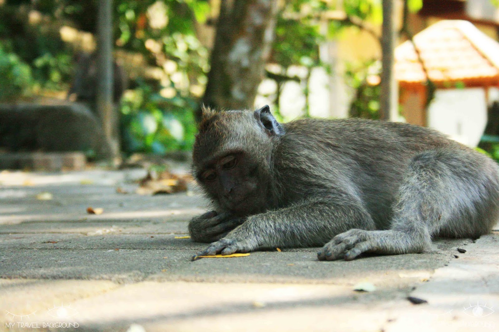 My Travel Background : 6 choses à faire à Ubud, au centre de Bali - La forêt des singes