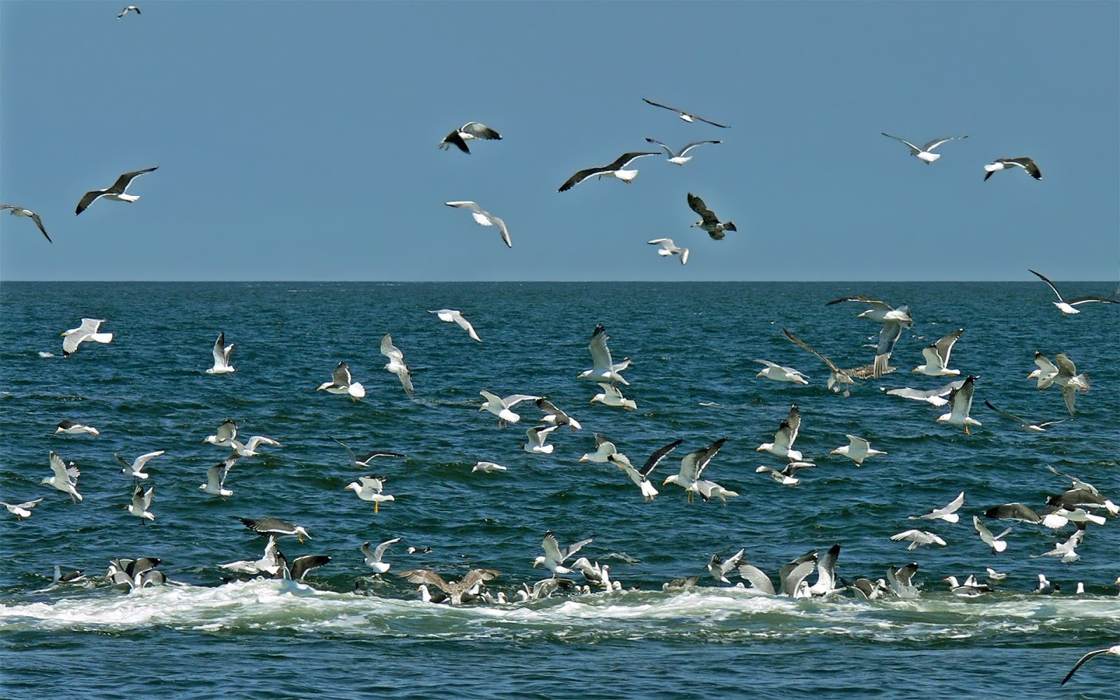 purpura GAVIOTAS DE MAR purpura GAVIOTAS DE MAR