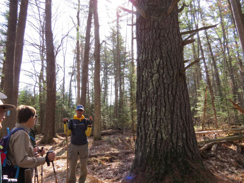large white pine
