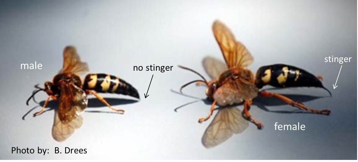 Dr. Fire Ant's Musings: Cicada Killer antics