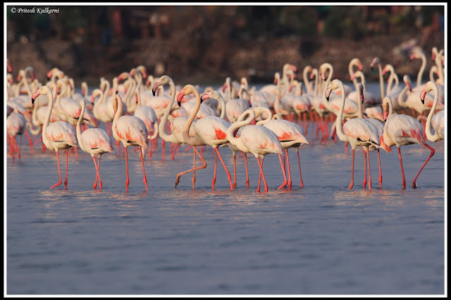 Greater Flamingo at Diksal Greater Flamingo at Diksal