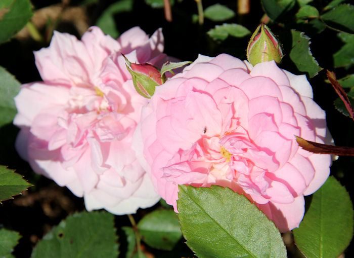 Unelmia ruusuista: Ruusulajikkeet: 'Prairie Joy'