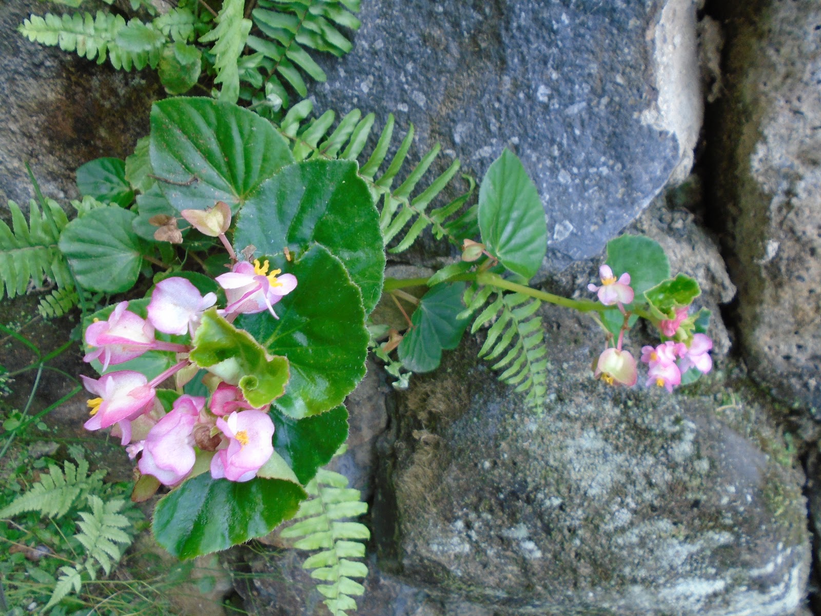 Sabores do Mato - Panc's e plantas medicinais: BEGÔNIA DE JARDIM, AZEDINHA,  Begonia semperflorens e BEGÔNIA DE BREJO, Begonia cucullata