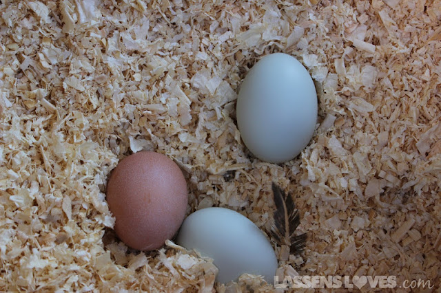 lassensloves.com, Highwood+Farm+Eggs