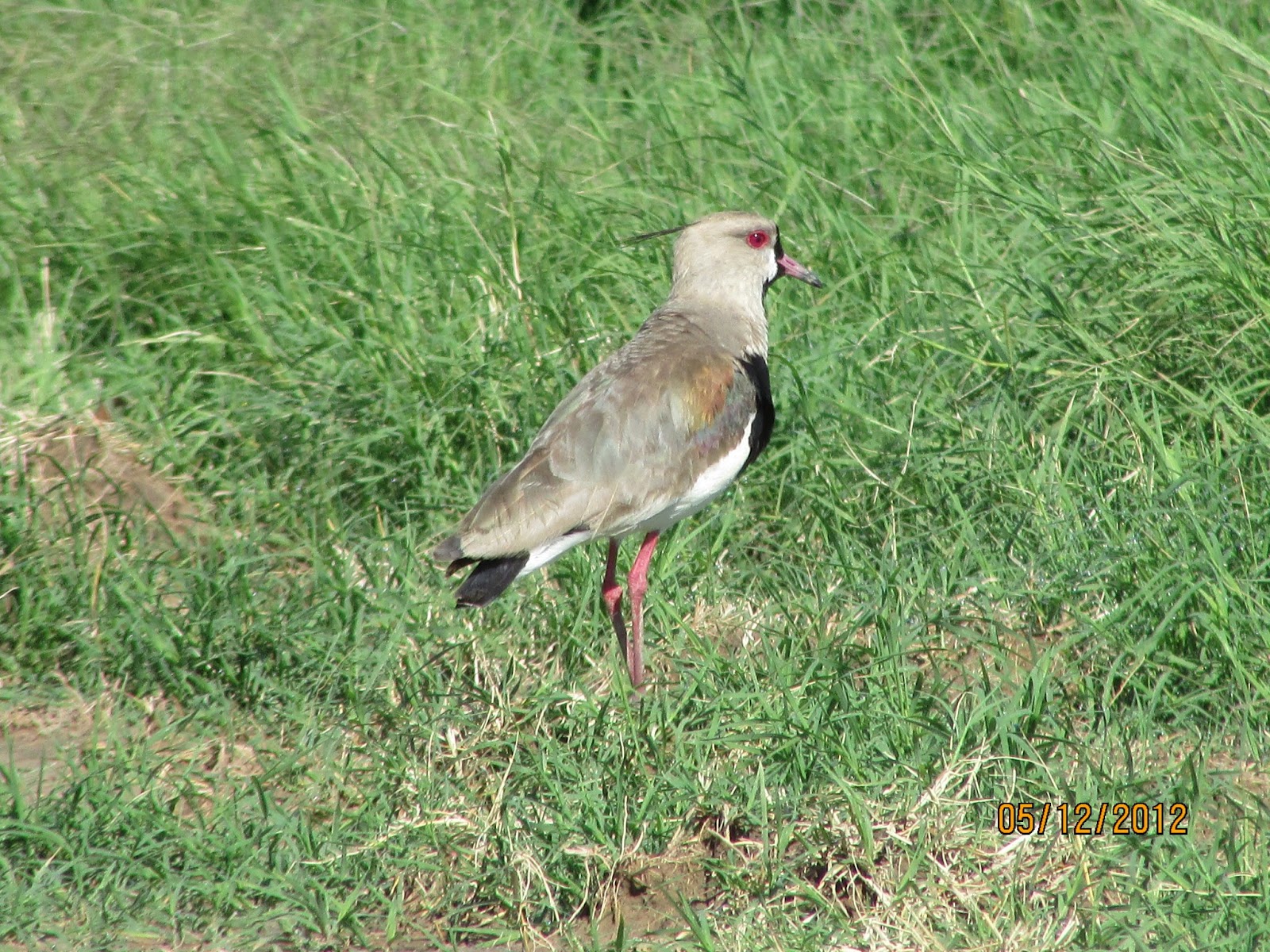 Argentina nativa: Tero común (Vanellus chilensis)