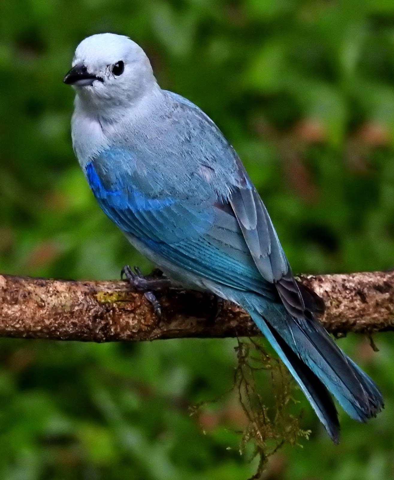 BIRDWALKERMONDAY 2432017 RANCHO NATURALISTA, COSTA RICA BLUE GREY
