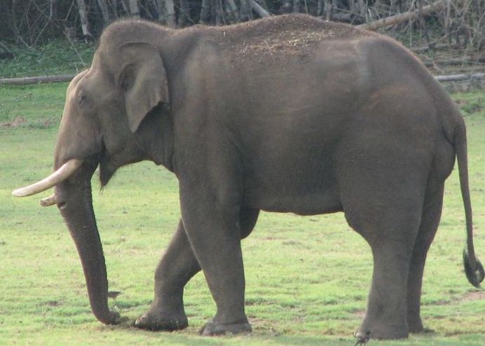 Индийские слоны живут. Индийский слон слон. Азиатский индийский слон. Индийский слон самец. Индийские слоны.