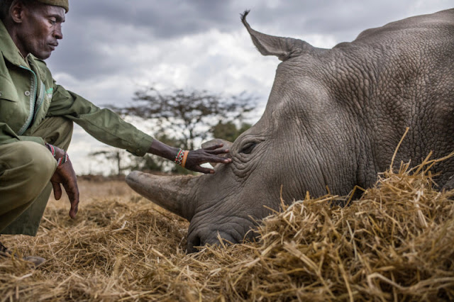 Stunning Photos Of The Last Two Northern White Rhinos Alive