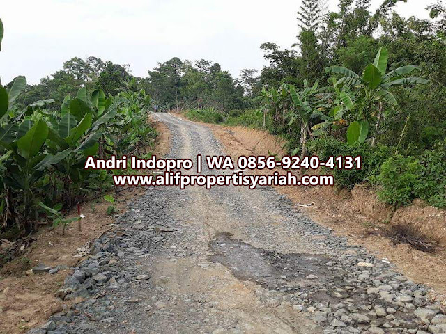 TANAH-KAVLING-DIJUAL-MURAH-DI-BOGOR,-KAMPUNG-KURMA-TANJUNGSARI-BISA-KPR-SYARIAH-12 TANAH-KAVLING-DIJUAL-MURAH-DI-BOGOR,-KAMPUNG-KURMA-TANJUNGSARI-BISA-KPR-SYARIAH-12