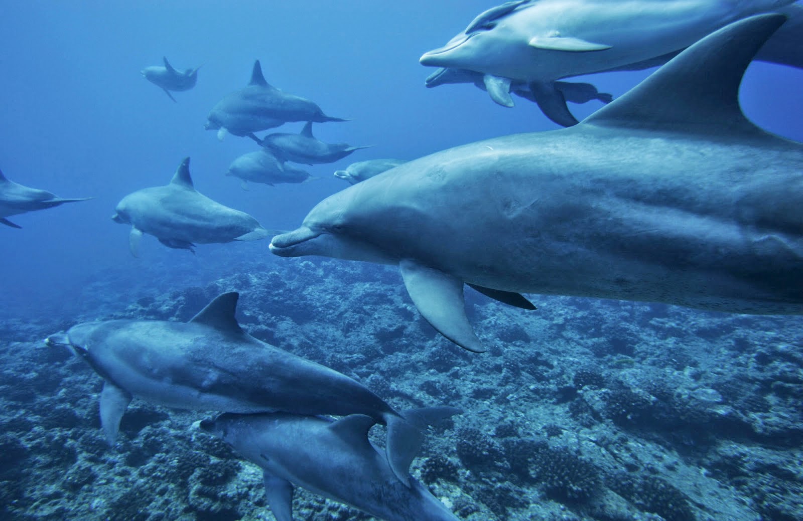 ELBLOGDEINMAS PROYECTO EL DELFÍN