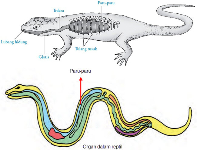 Sistem pernapasan pada hewan jenis amfibi menggunakan beberapa cara yaitu