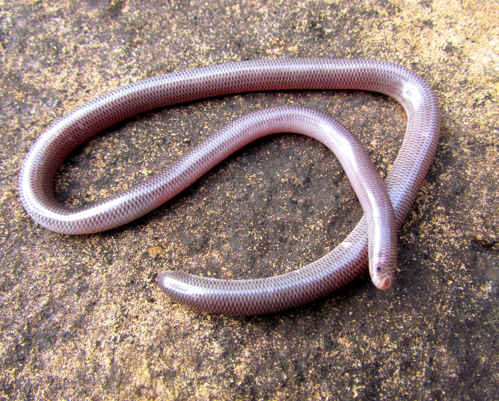 AnliKira Western Blind Snake ( Leptotyphlops Humilis )