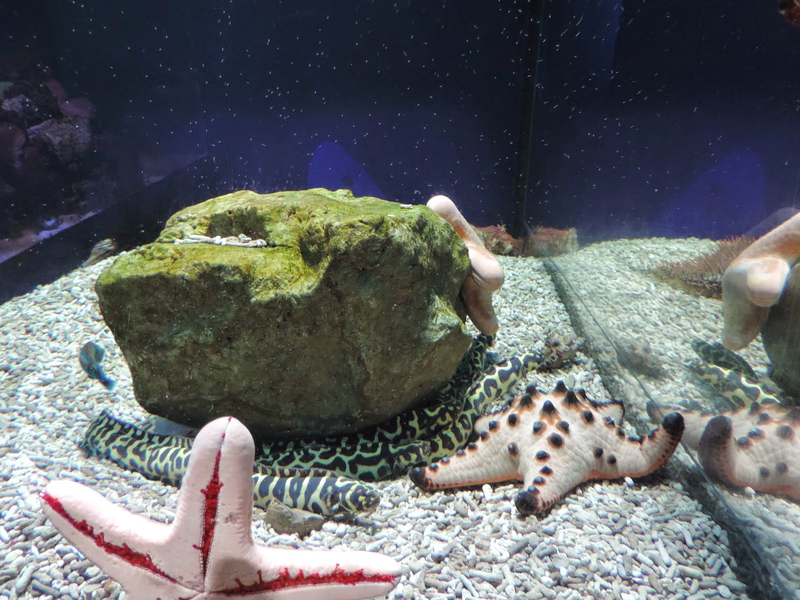 かめきちの水族館ブログ: マリンピア松島水族館(2014.07.09)