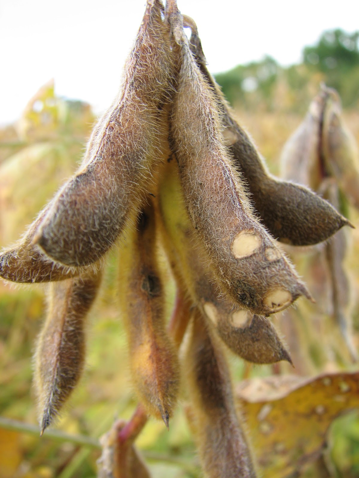 It's a bug's life Updated bean leaf beetle thresholds