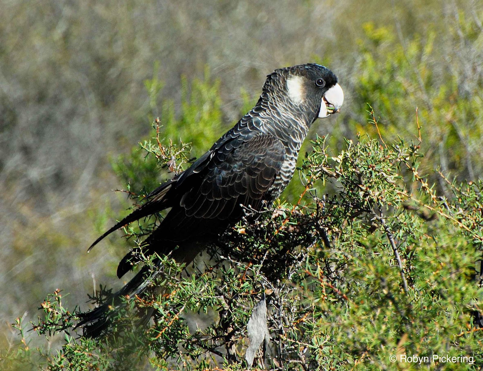 Leeuwin Current Birding ID Feature Whitetailed BlackCockatoos