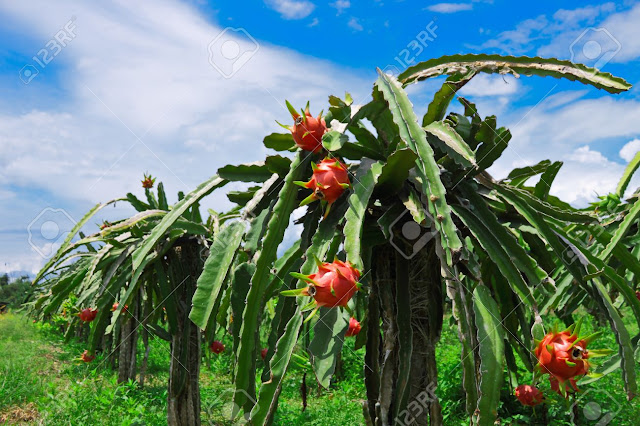 cara menanam buah naga agar cepat berbuah