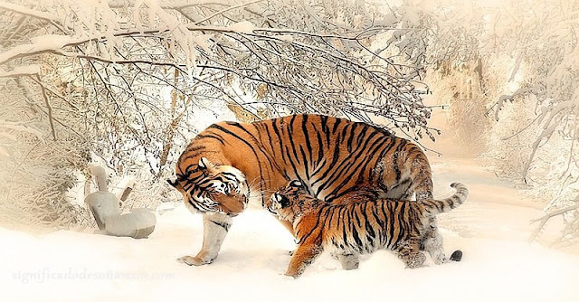 soñar con tigres soñar con tigres