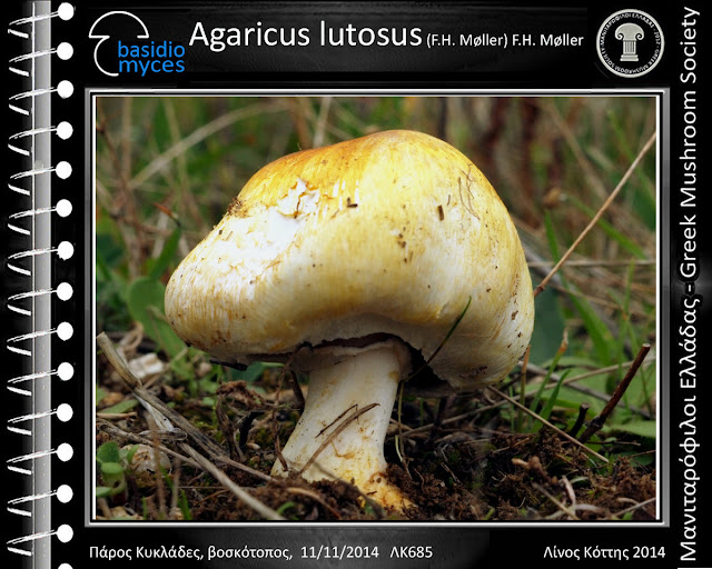 Agaricus lutosus (F.H. Møller) F.H. Møller